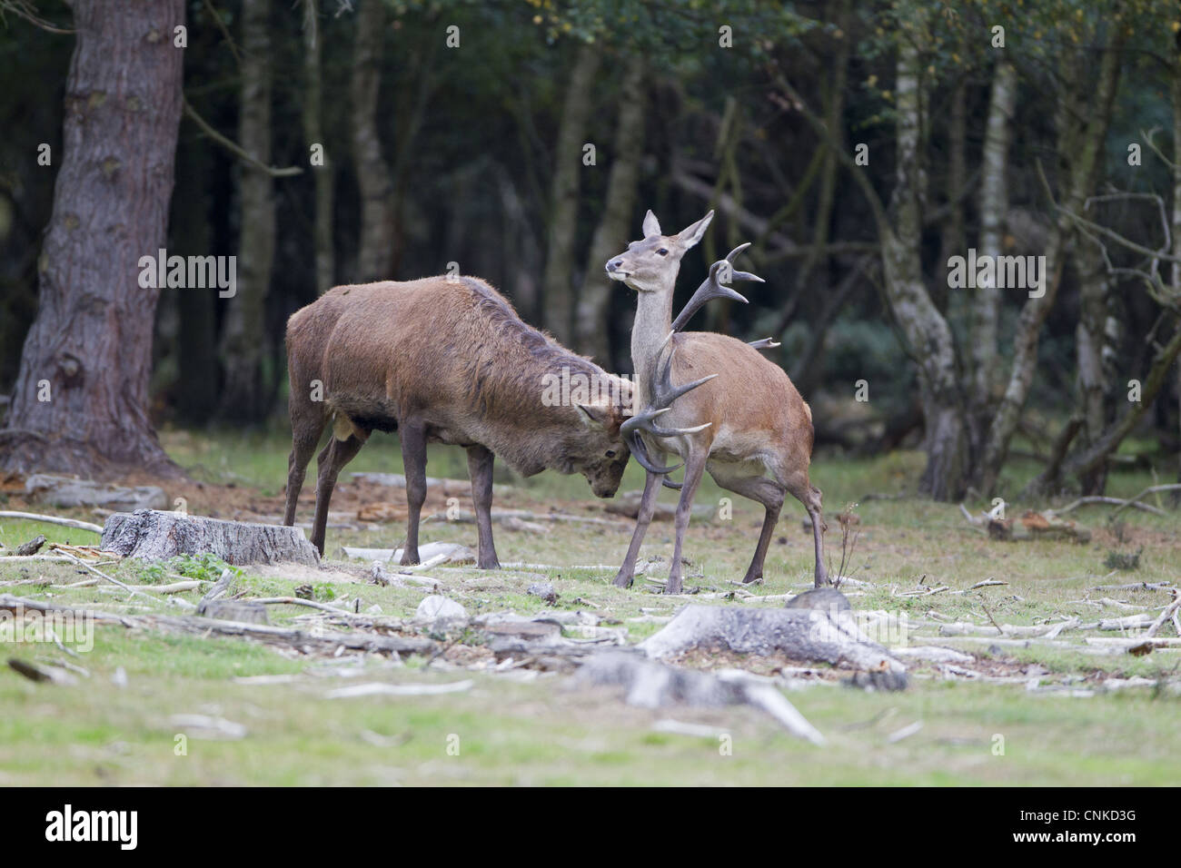 Cervus elaphus cerf rouge cerf paire adultes frottant doucement hind bois pendant la saison de rut réserve RSPB Minsmere Suffolk Angleterre Banque D'Images