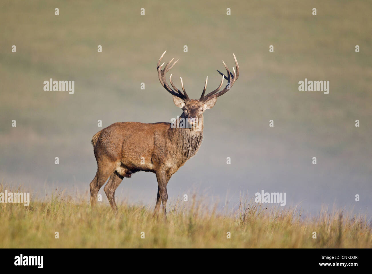 Red Deer (Cervus elaphus) stag, debout sur misty durant la saison du rut, la réserve RSPB Minsmere, Suffolk, Angleterre, octobre Banque D'Images