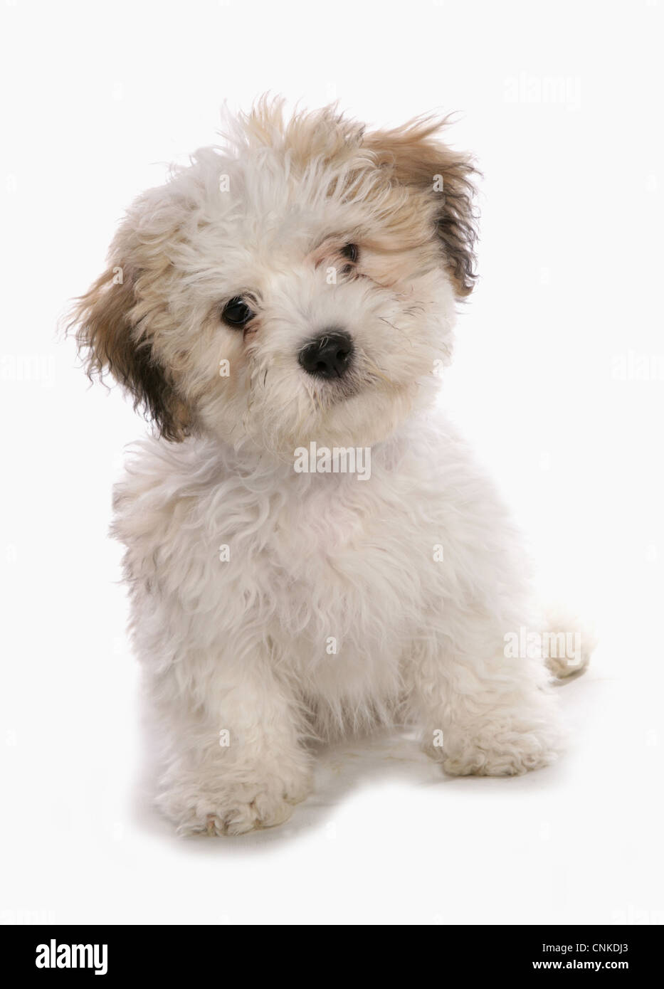 Bichon croisé shih tzu Banque de photographies et d’images à haute résolution Alamy