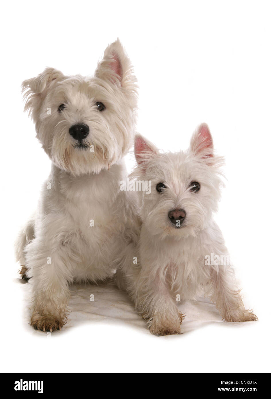 Chien domestique, West Highland Terrier, et adultes, assis chiot Banque D'Images