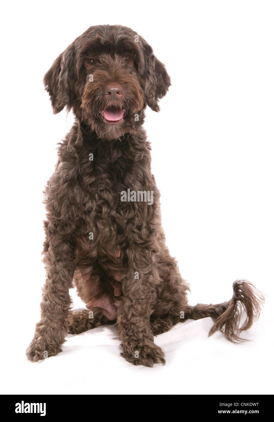 Chien domestique, chien d'eau Portugais, adulte, assis Banque D'Images