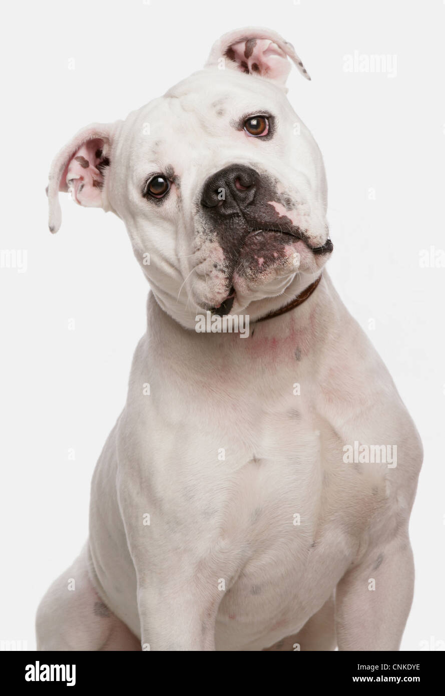 Chien domestique, Dorset Old Tyme Bulldogge, mâle adulte, close-up de tête, avec col Banque D'Images