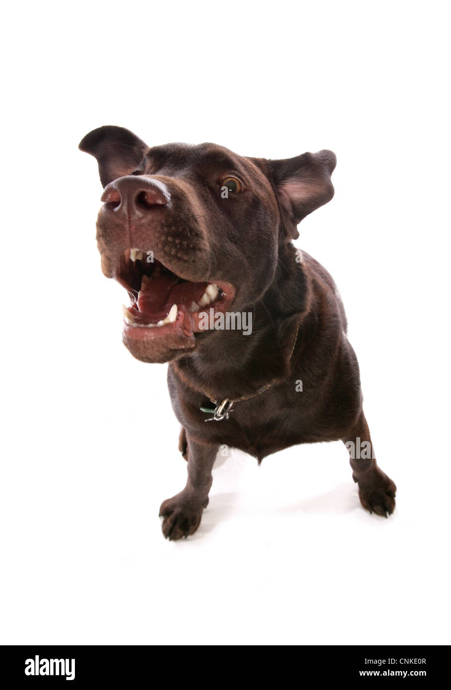 Chien domestique, Chocolat Labrador Retriever, chiot, aboiements, large-angle Banque D'Images