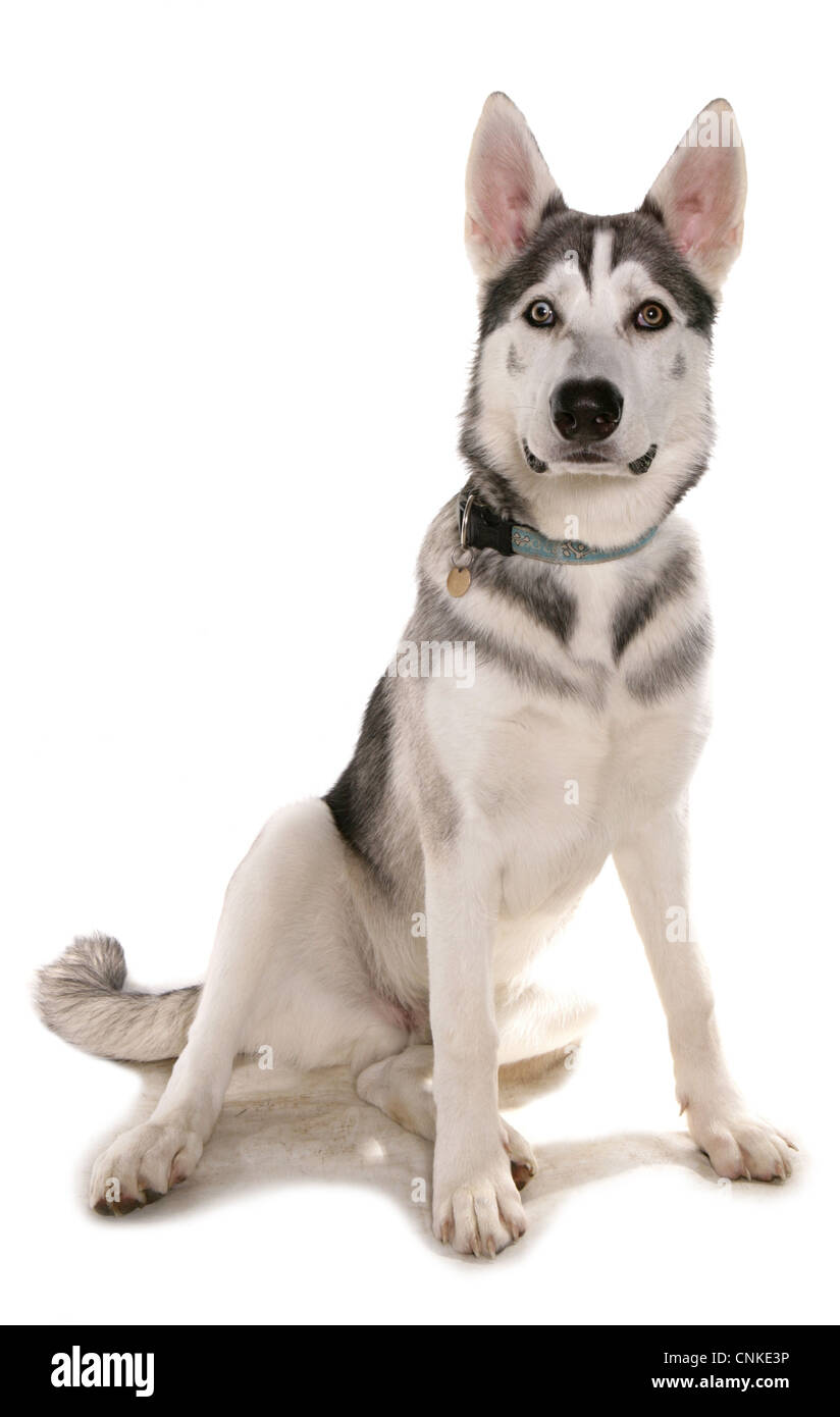 Chien domestique, chien inuit du Nord, adulte, assis, avec col et tag Banque D'Images