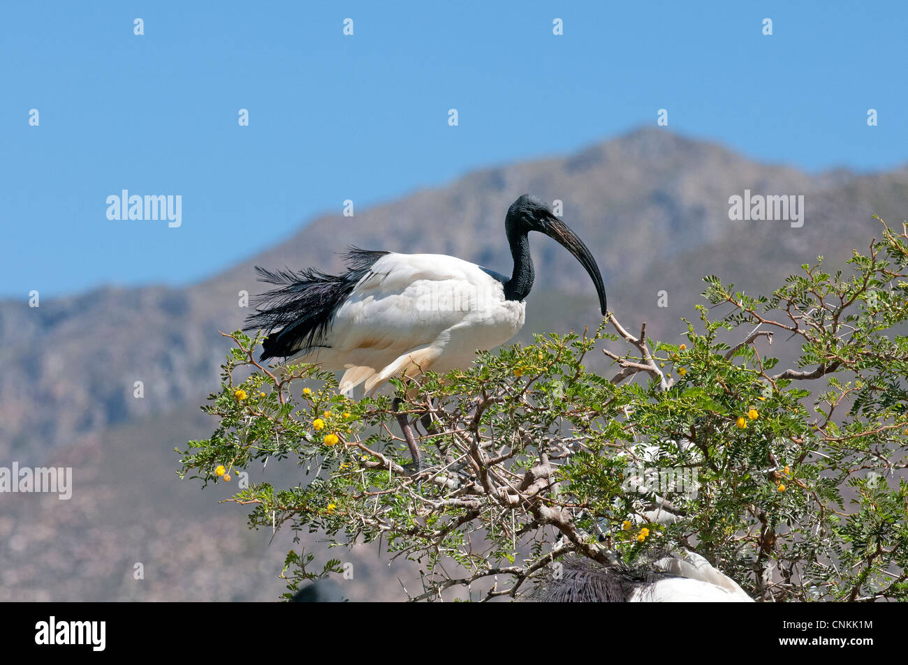 Ibis sacré africain perché sur un arbre épineux de l'Afrique du Sud Banque D'Images