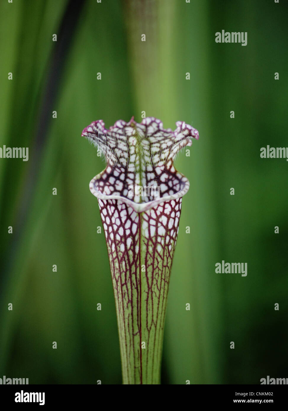 Sarracenia purpurea, North American sarracénie Banque D'Images