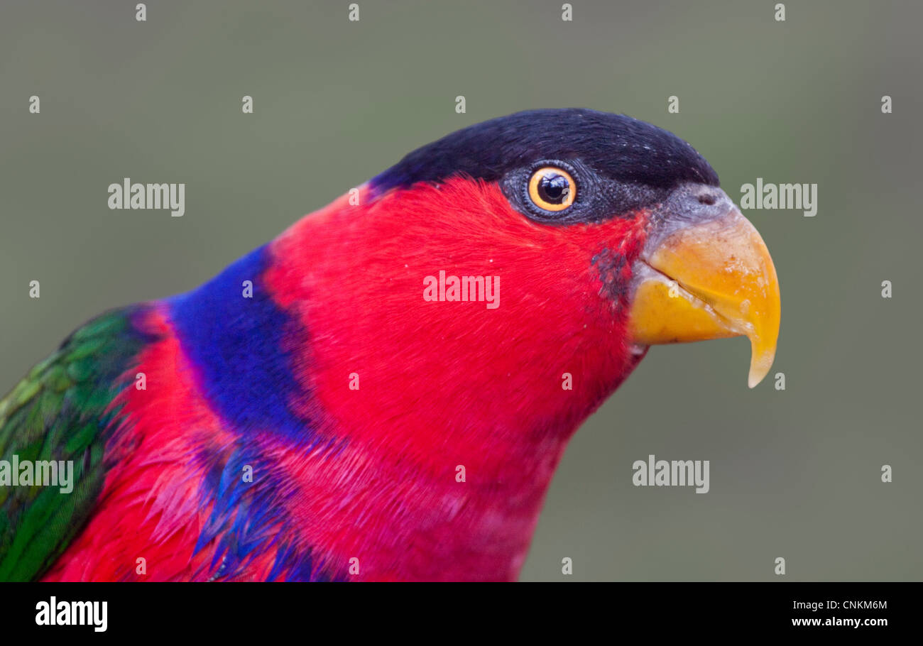 Western Black plafonnées Lory (lorius lory) Banque D'Images