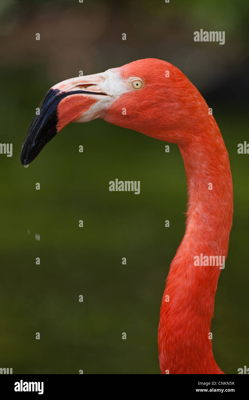 Cuisine américaine, ou des Caraïbes ou cubaine ou Rosy ou Flamant rose (Phoenicopterus ruber ruber). Portrait. Banque D'Images