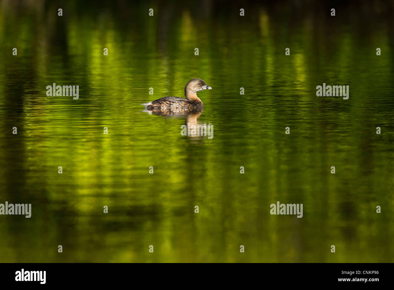 Le grèbe à bec bigarré - Podilymbus podiceps - photographié à J. R. 'Ding' Darling NWR, Sanibel, Floride - sur un fond vert Banque D'Images