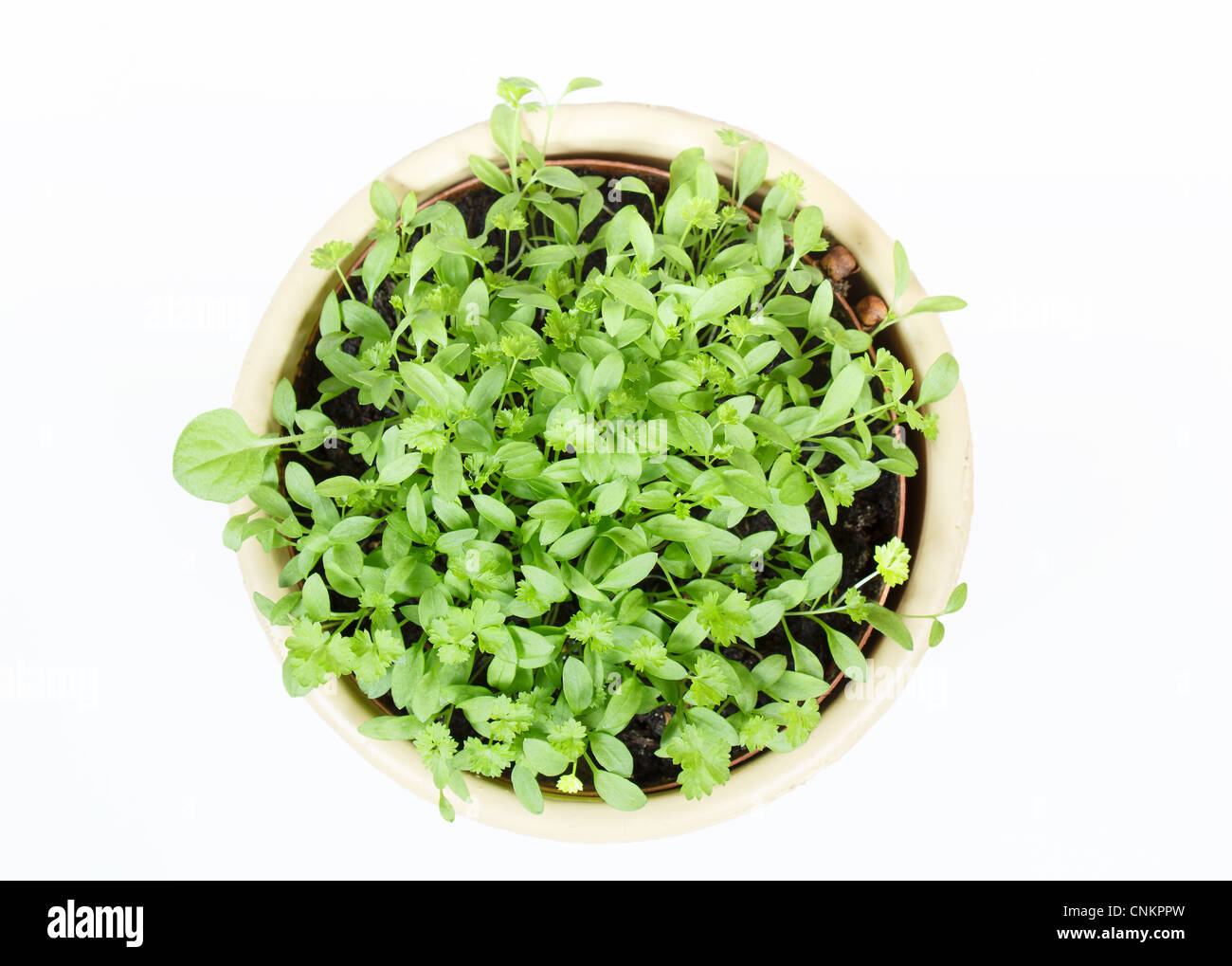 Légumes de printemps en pot en céramique sur fond blanc Banque D'Images