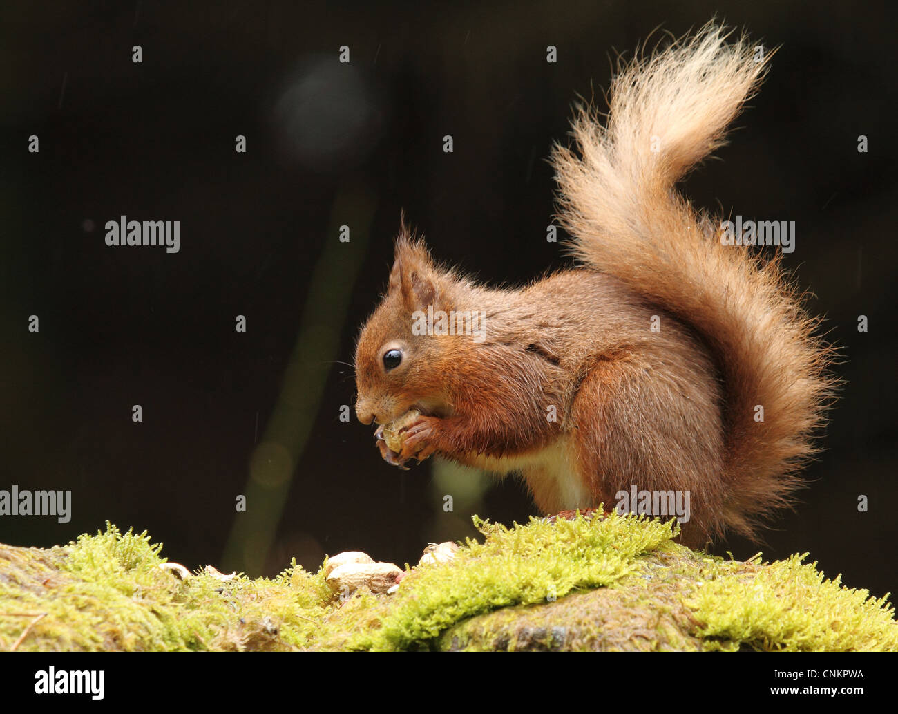 Écureuil rouge manger assis Yorkshire UK d'arachide sur mousse wall Banque D'Images
