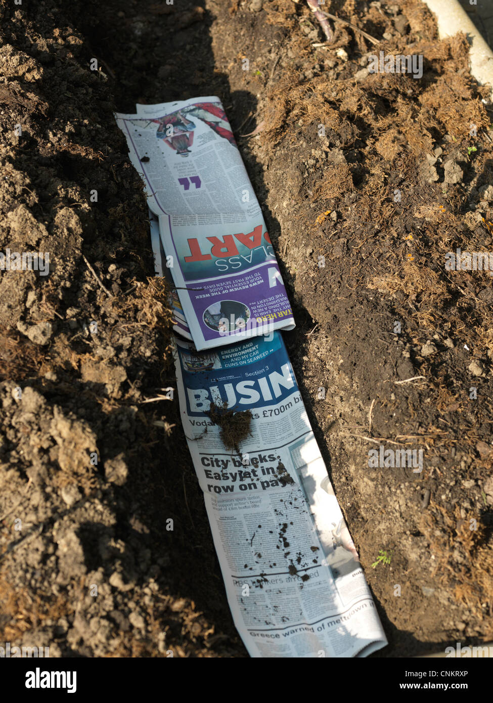 Tranchée bordée de journal pour la plantation de pommes de Surrey en Angleterre Banque D'Images Tranchée bordée de journal pour la plantation de pommes de Surrey en Angleterre Banque D'Images