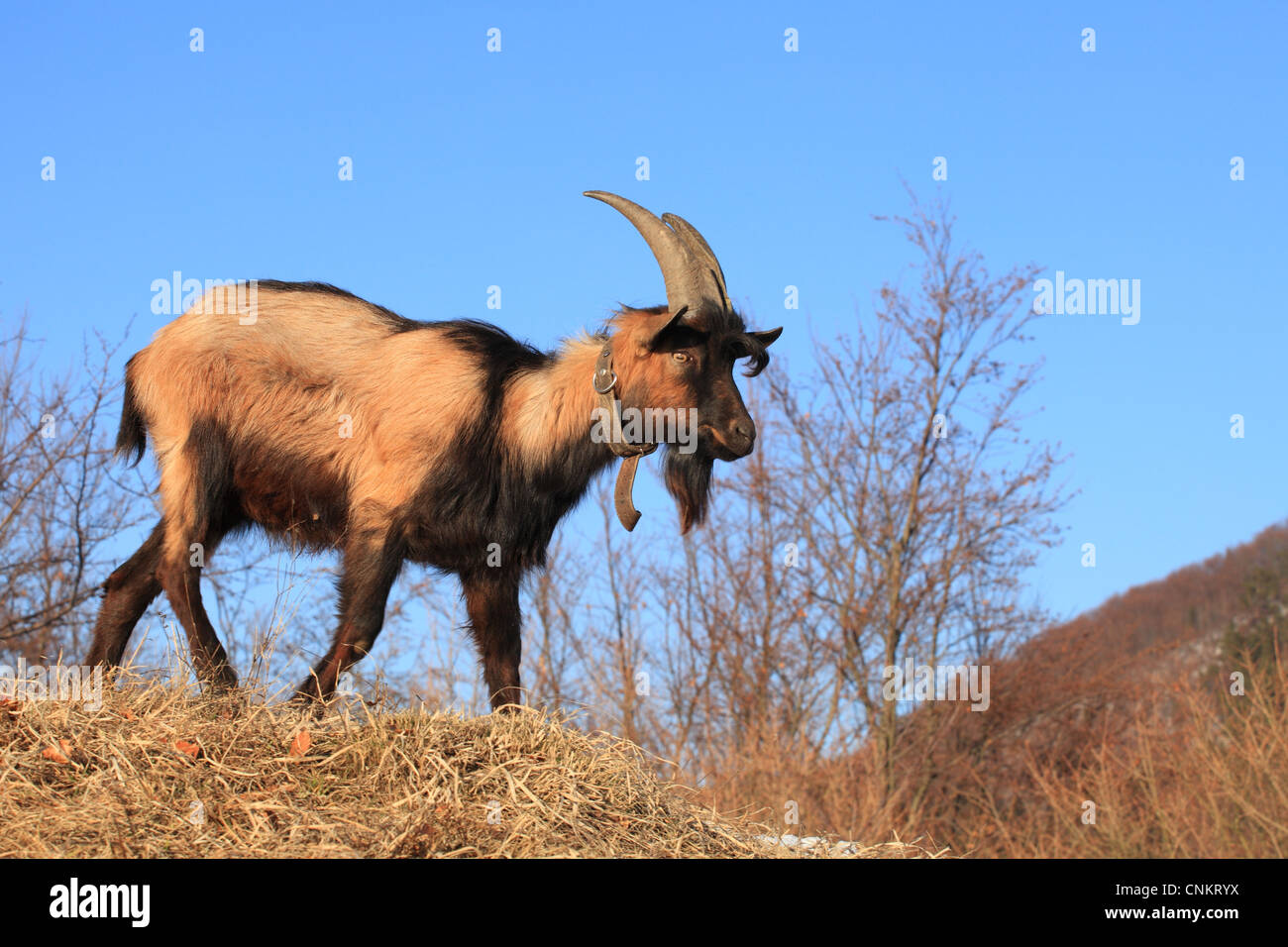 La chèvre Alpine Française (Capra aegagrus hircus), Parc National de Velka Fatra, en Slovaquie. Banque D'Images