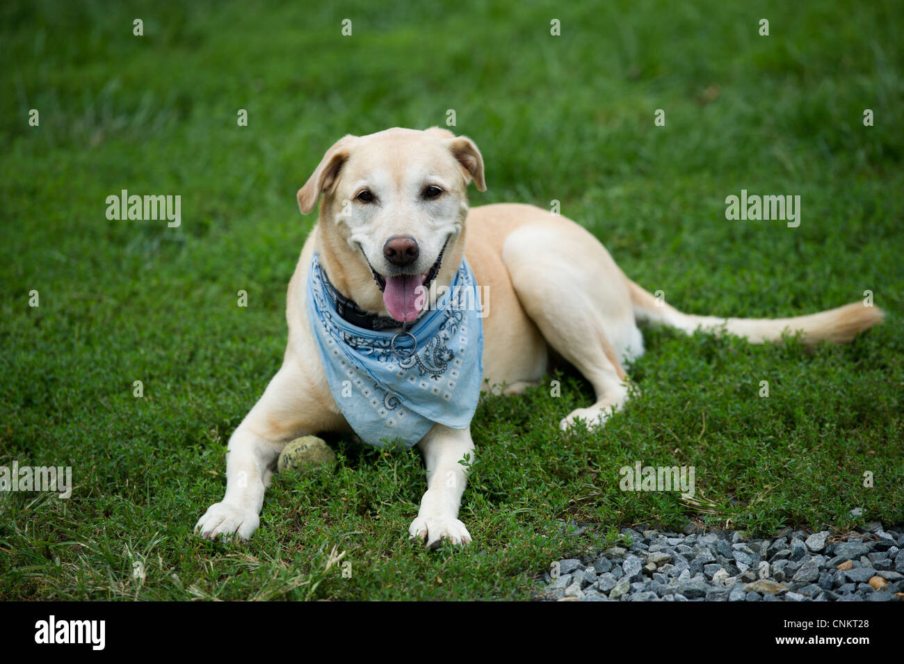 Labrador Retriever pose dans l'herbe. Banque D'Images