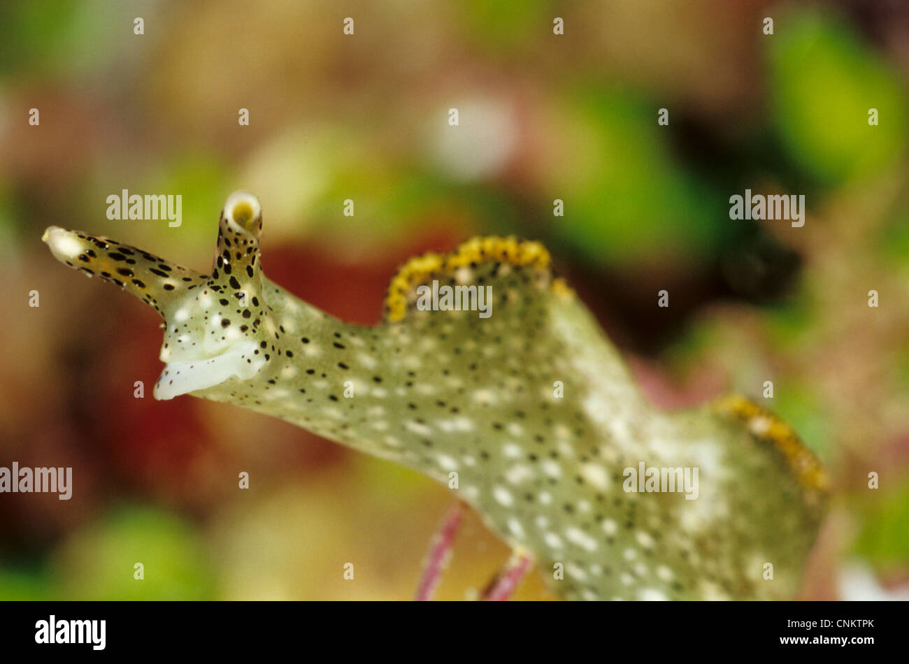 Elysia orné ornementé, Sapsucking ( Slug Elysia ornata) est une limace de mer. Cette photo a été prise dans les Îles Salomon. Banque D'Images