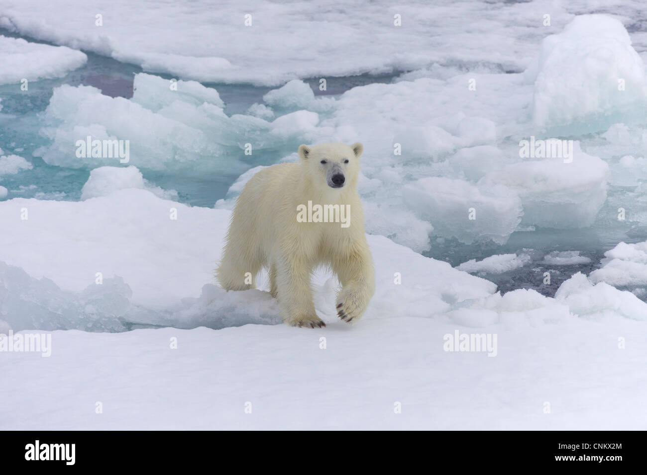 L'ours polaire sur la glace de mer au large des côtes du Spitzberg, Svalbard, Norvège, Europe Banque D'Images L'ours polaire sur la glace de mer au large des côtes du Spitzberg, Svalbard, Norvège, Europe Banque D'Images