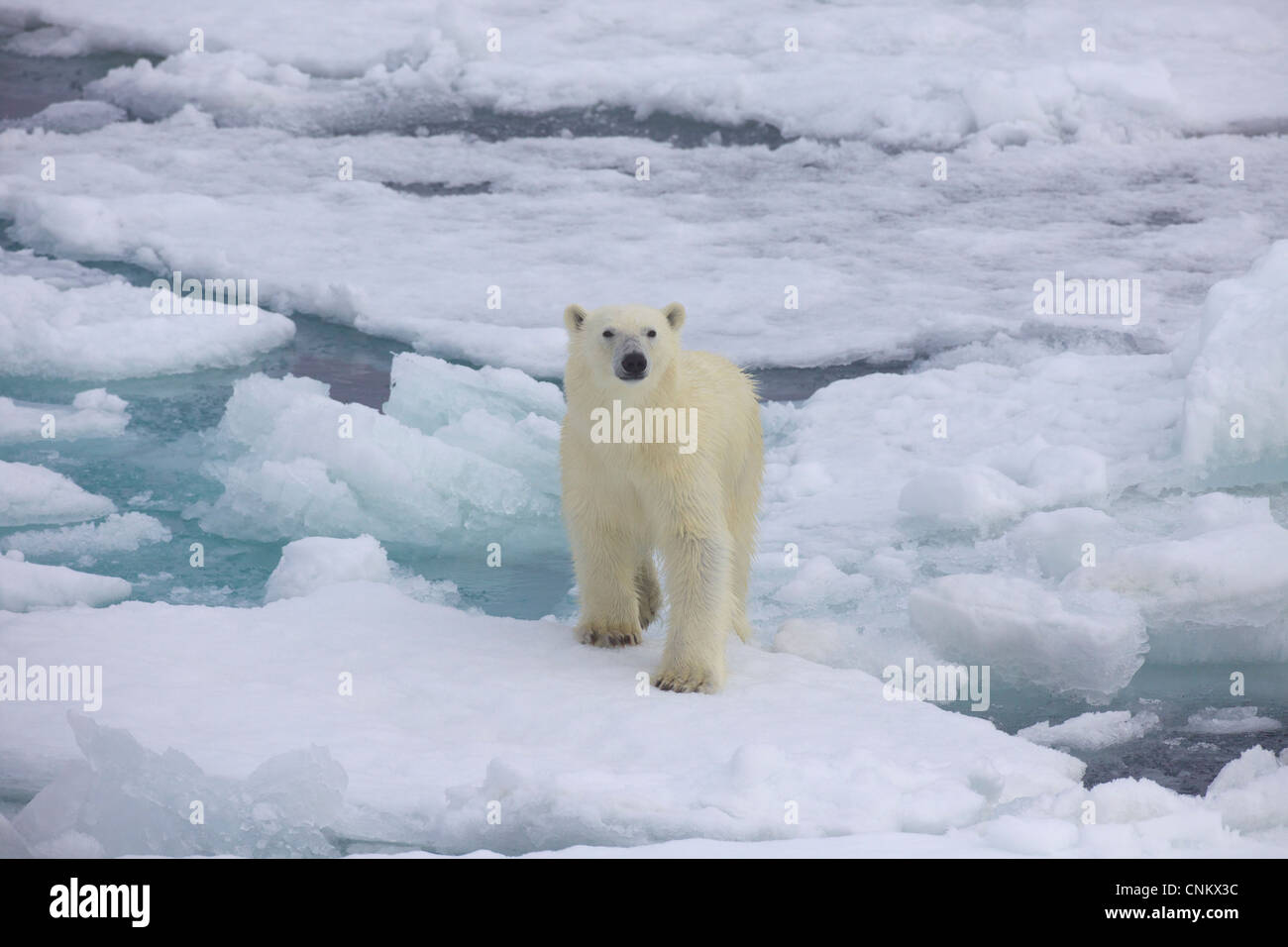 L'ours polaire sur la glace de mer au large des côtes du Spitzberg, Svalbard, Norvège, Europe Banque D'Images