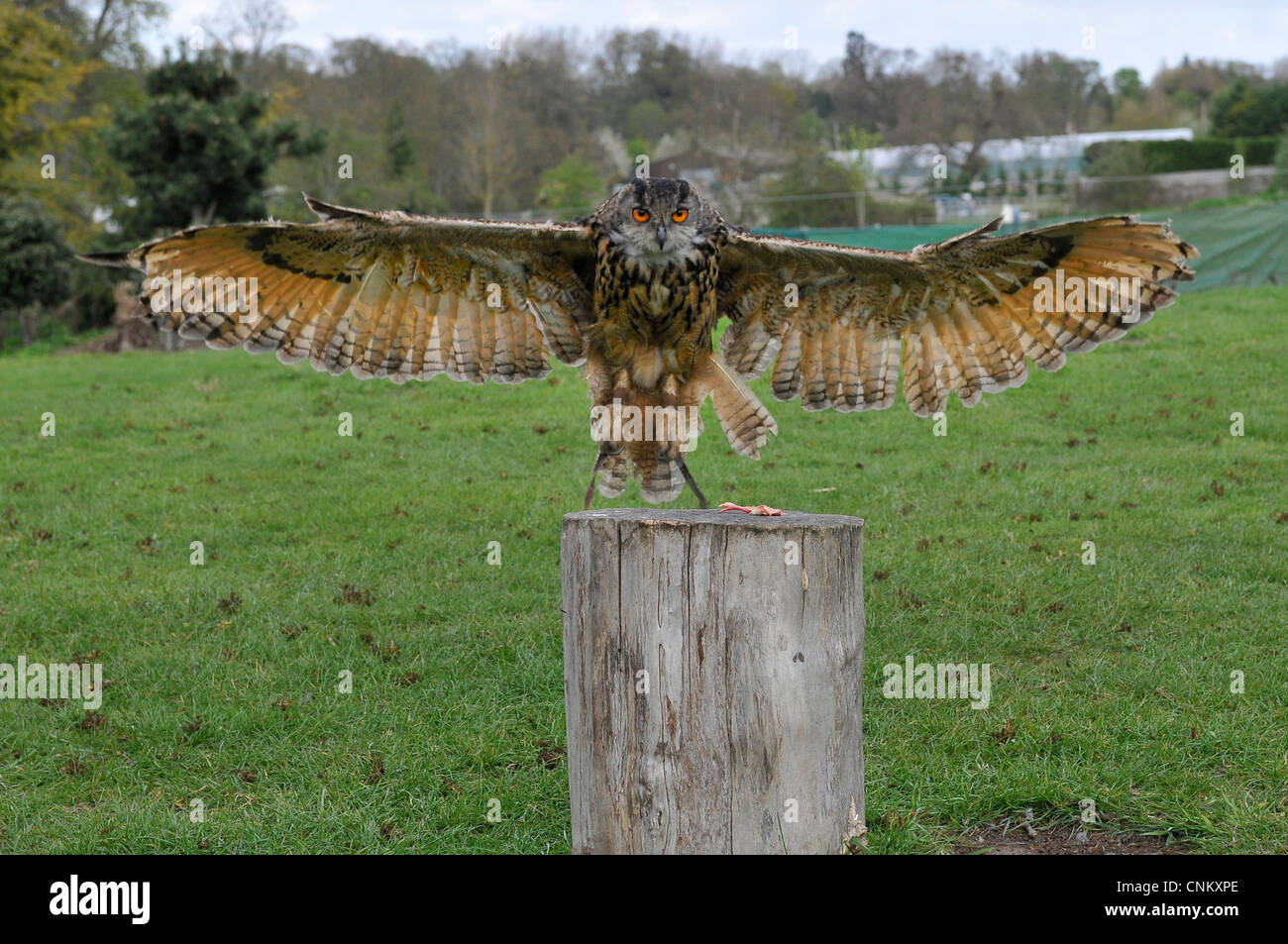 Majestueux aigle chouette dans les champs anglais Banque D'Images