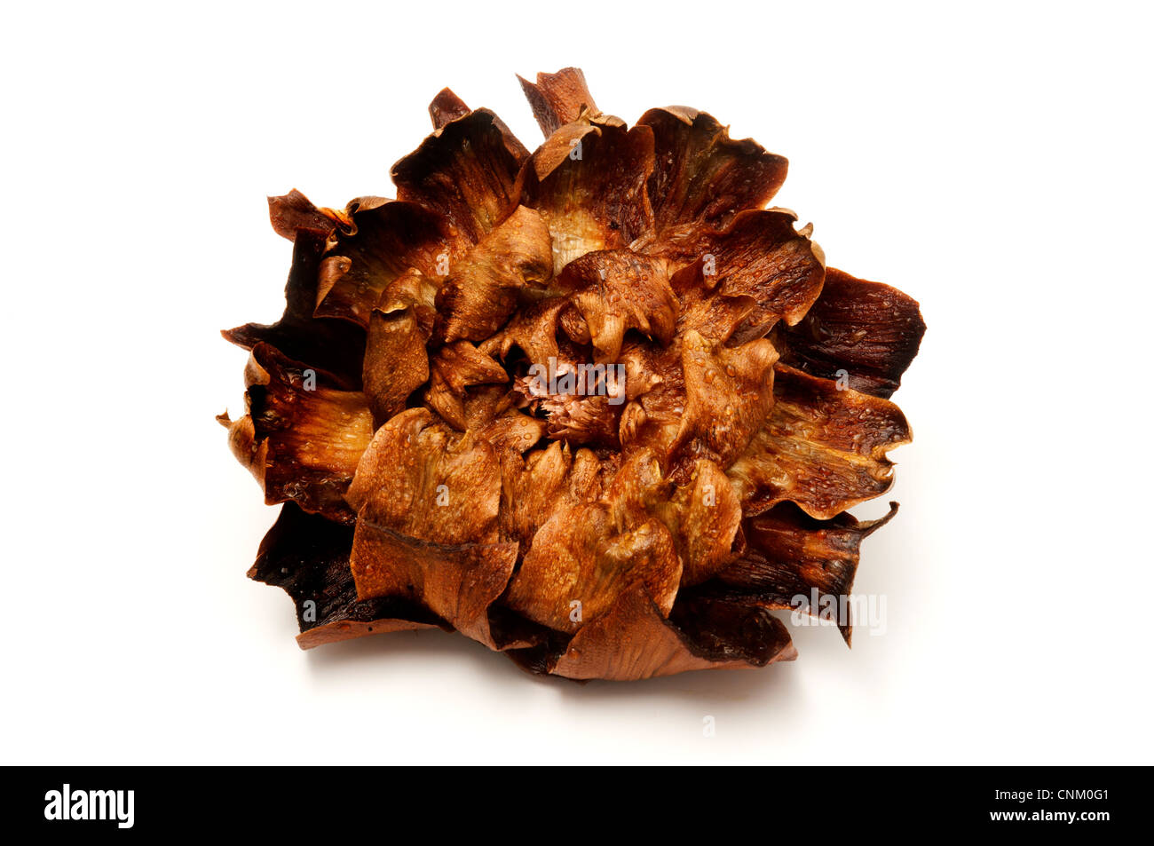 Carciofi alla giudia (style juif les artichauts), une recette traditionnelle de la cuisine juive romaine Banque D'Images