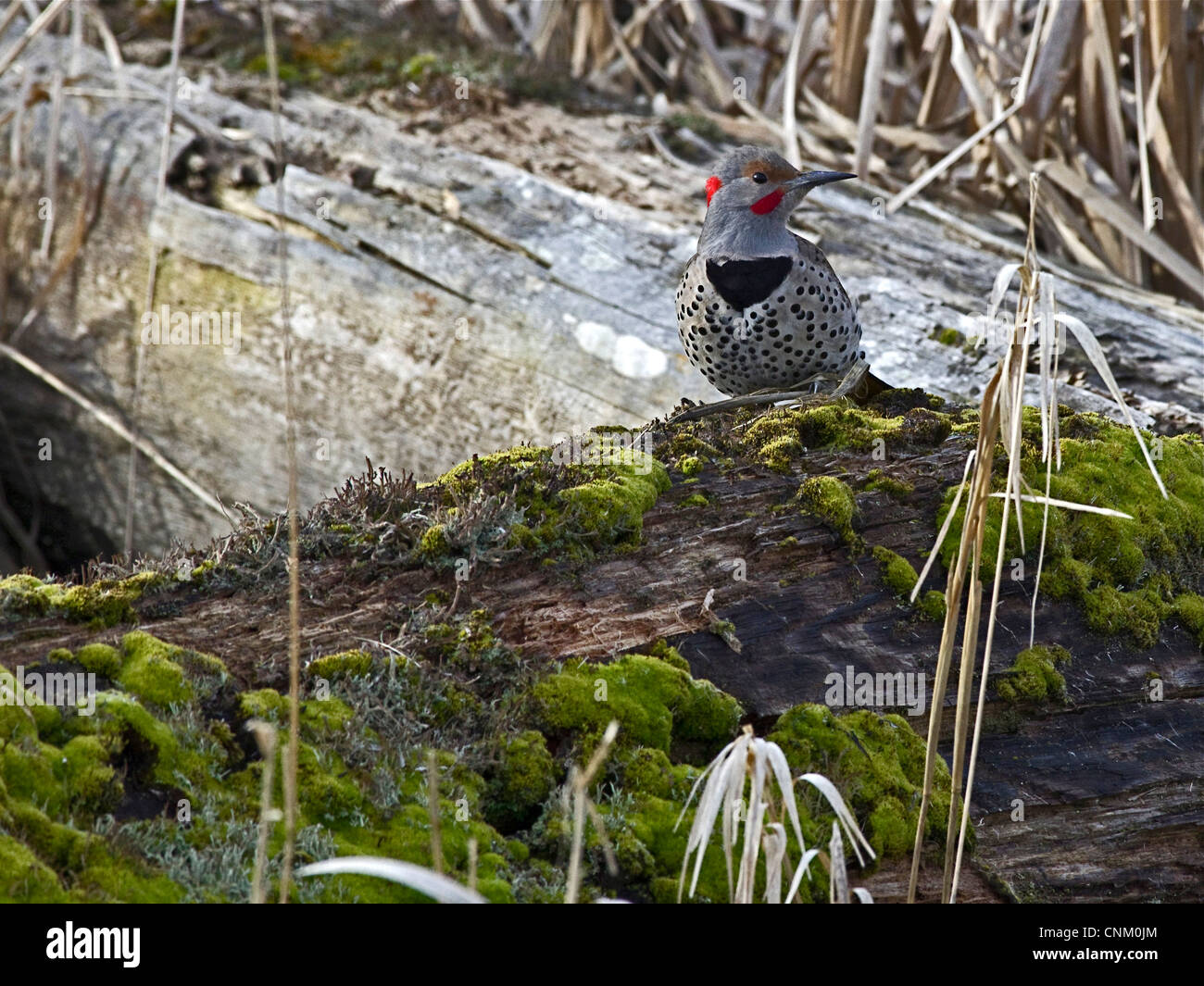 Le Pic flamboyant (Colaptes auratus) Woodpecker Banque D'Images