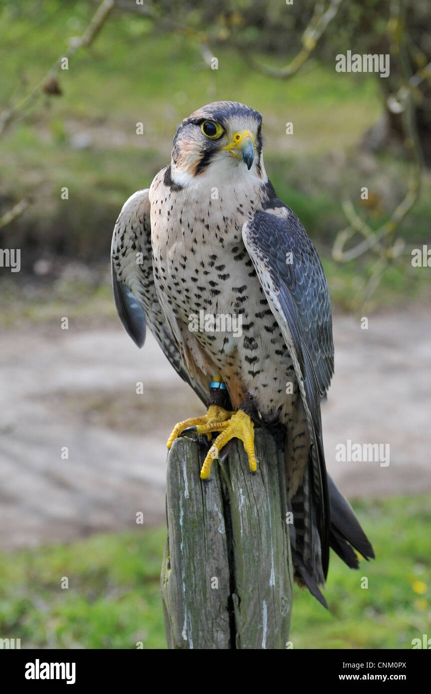 Montre ce faucon lanier sur un post avec son bleu vif et omble de plumes blanches, bec jaune et les pieds. Banque D'Images