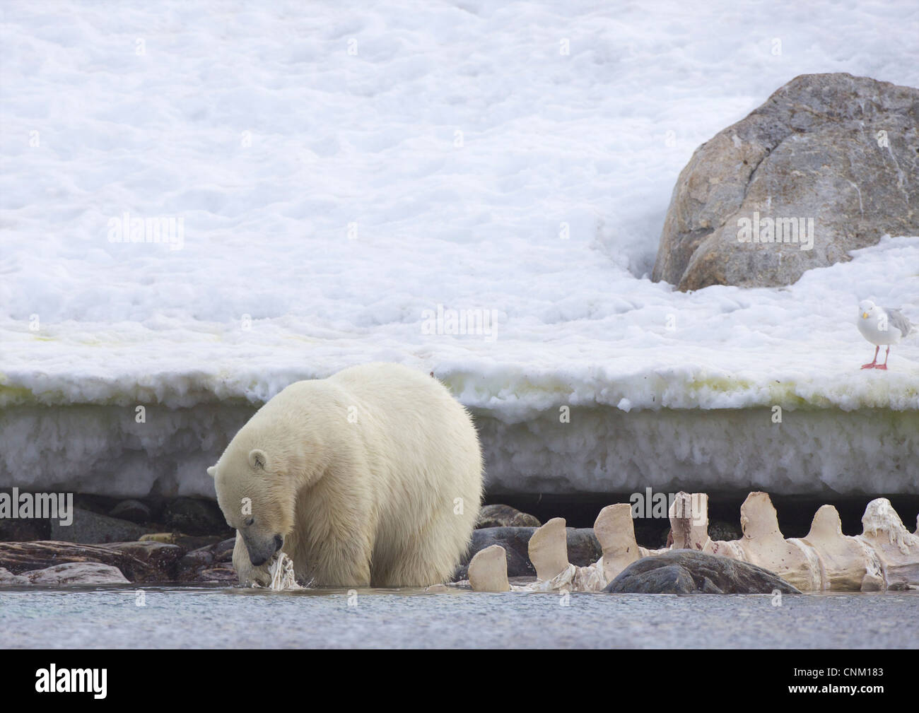 L'ours polaire femelle mangeant de carcasse de baleine en été, le nord du Spitzberg, Svalbard, Norvège, Europe Banque D'Images
