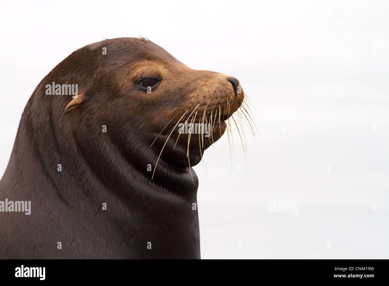 Lion de mer de Californie, sur la côte Pacifique. Banque D'Images