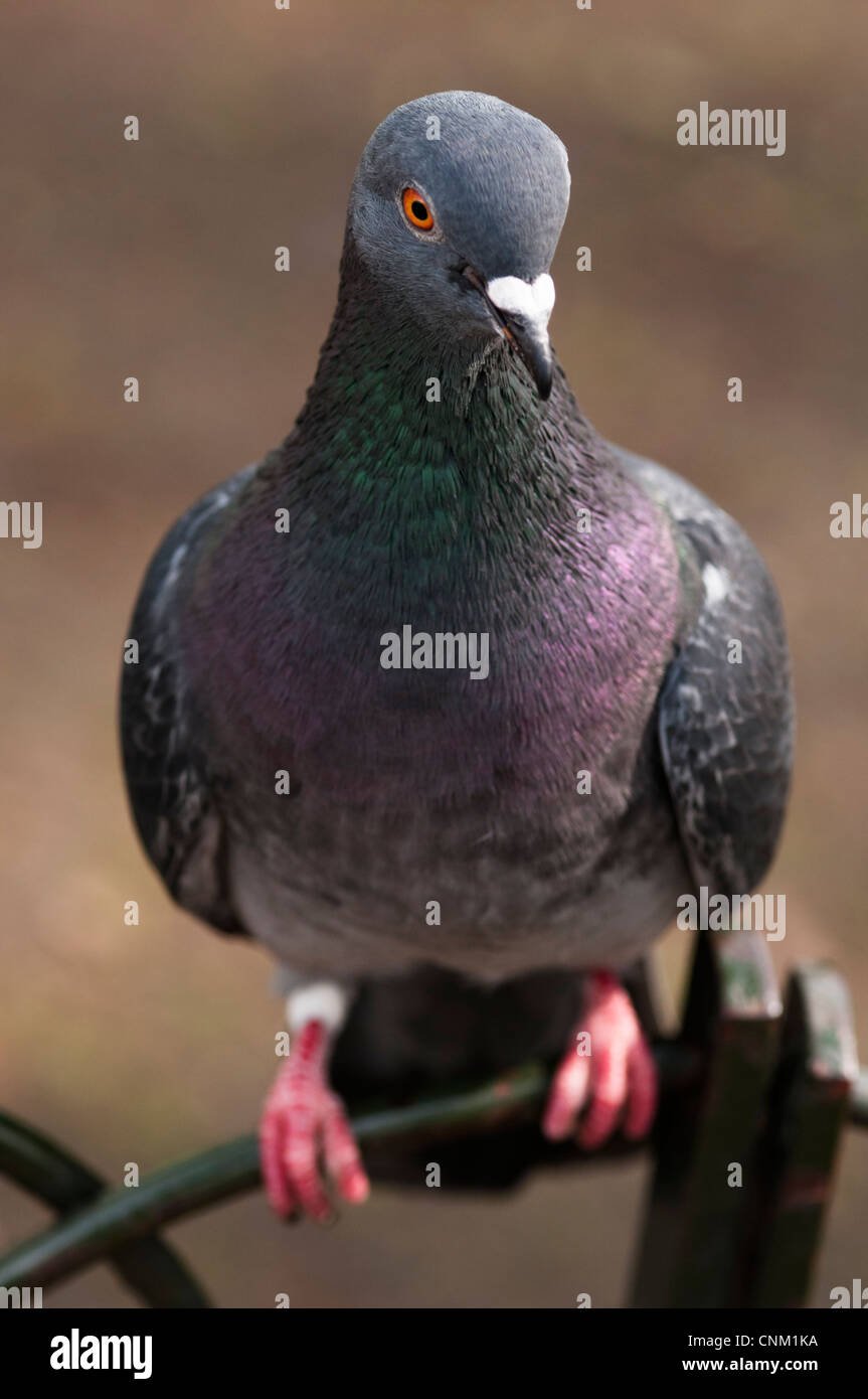 Pigeon sur une clôture métallique,Londres,Angleterre Banque D'Images