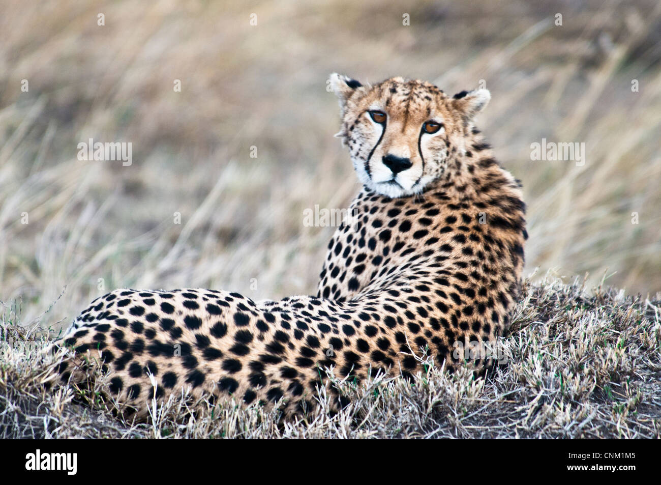 Le guépard couché, Acinonyx jubatus, Masai Mara National Reserve, Kenya, Africa Banque D'Images