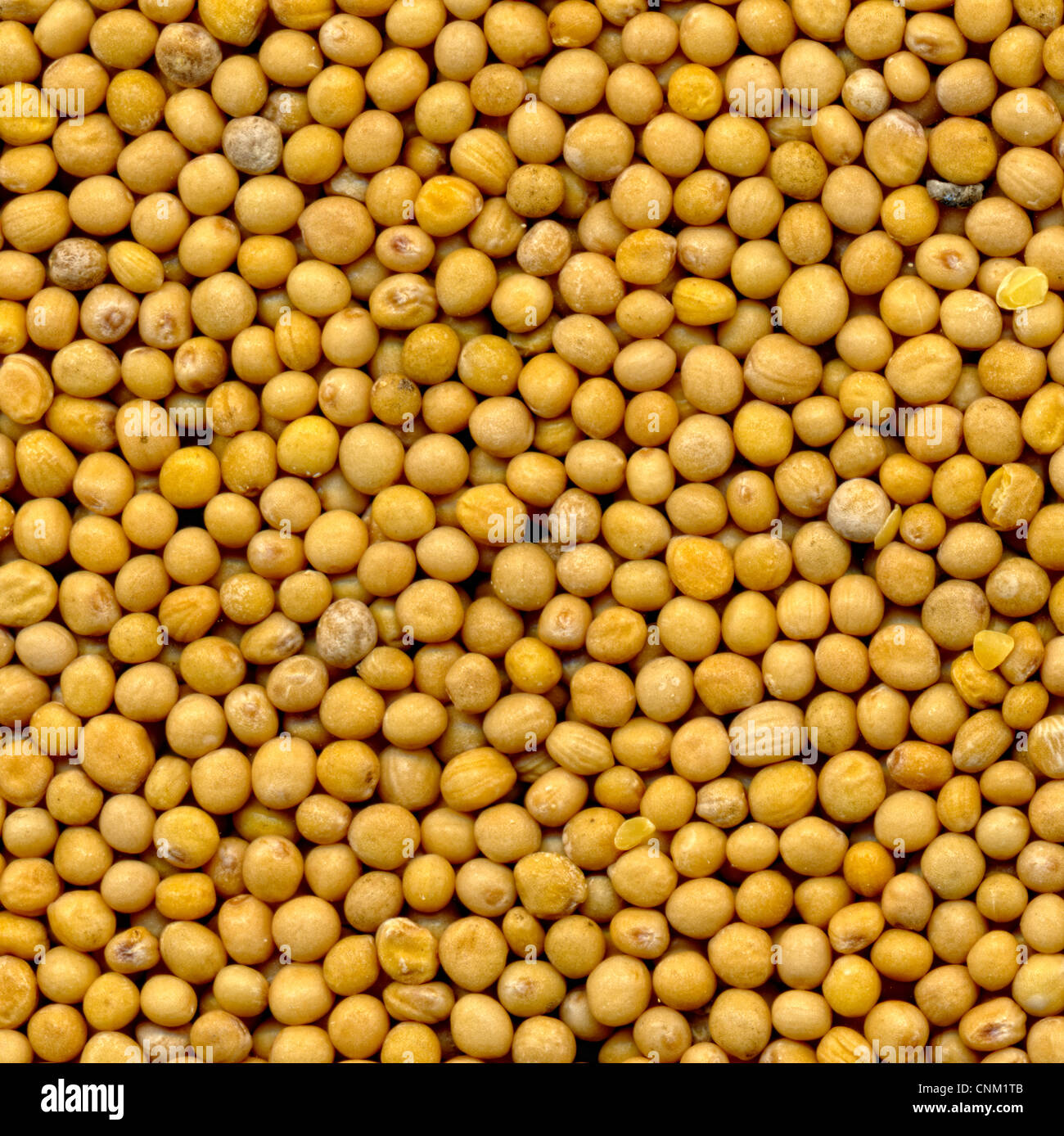 Les graines de moutarde blanche , Senfkörner Samenkörner, granum sinapis, des Senf weißer bär Banque D'Images