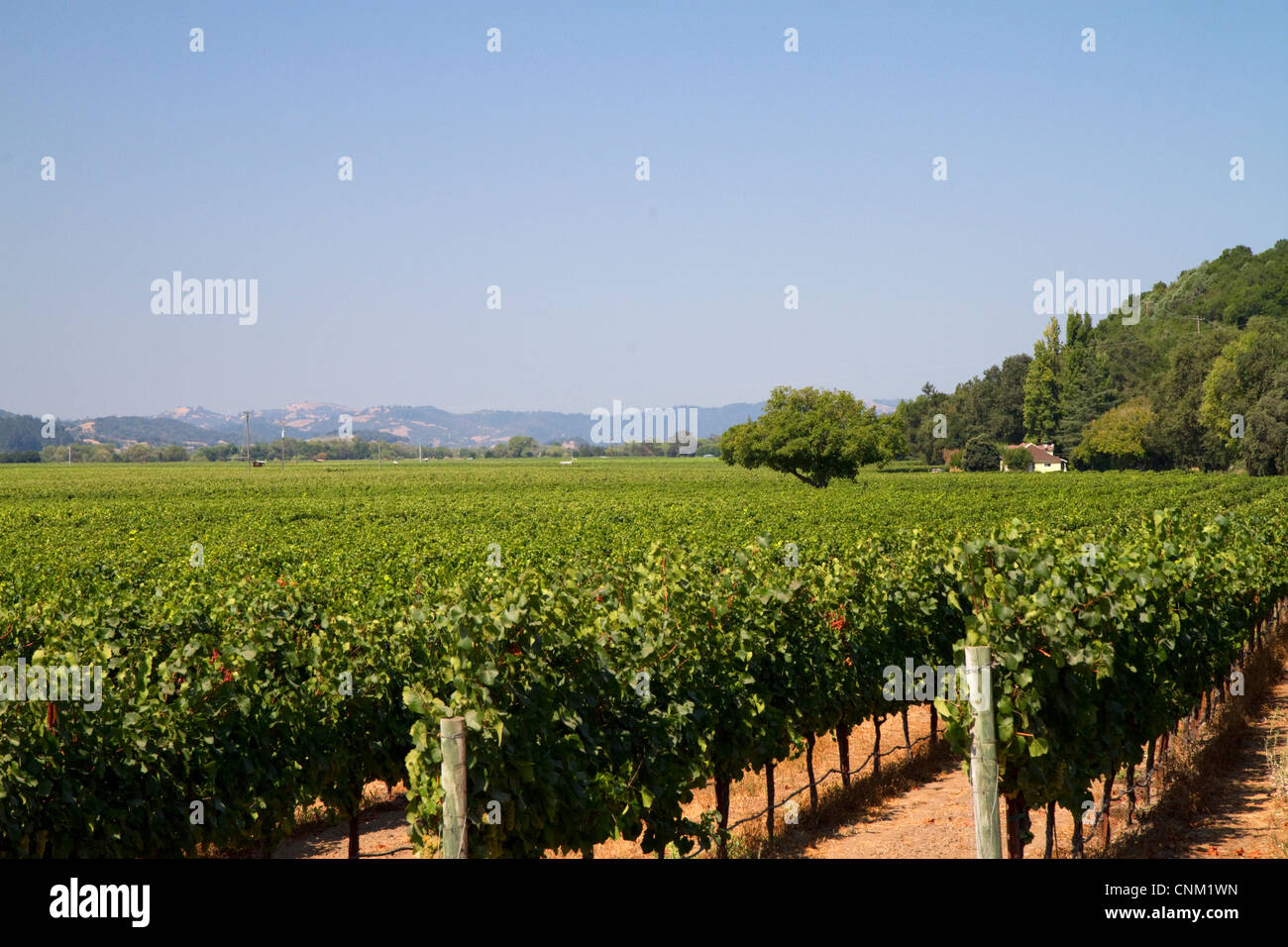 Vignoble près de Santa Rosa, en Californie. Banque D'Images