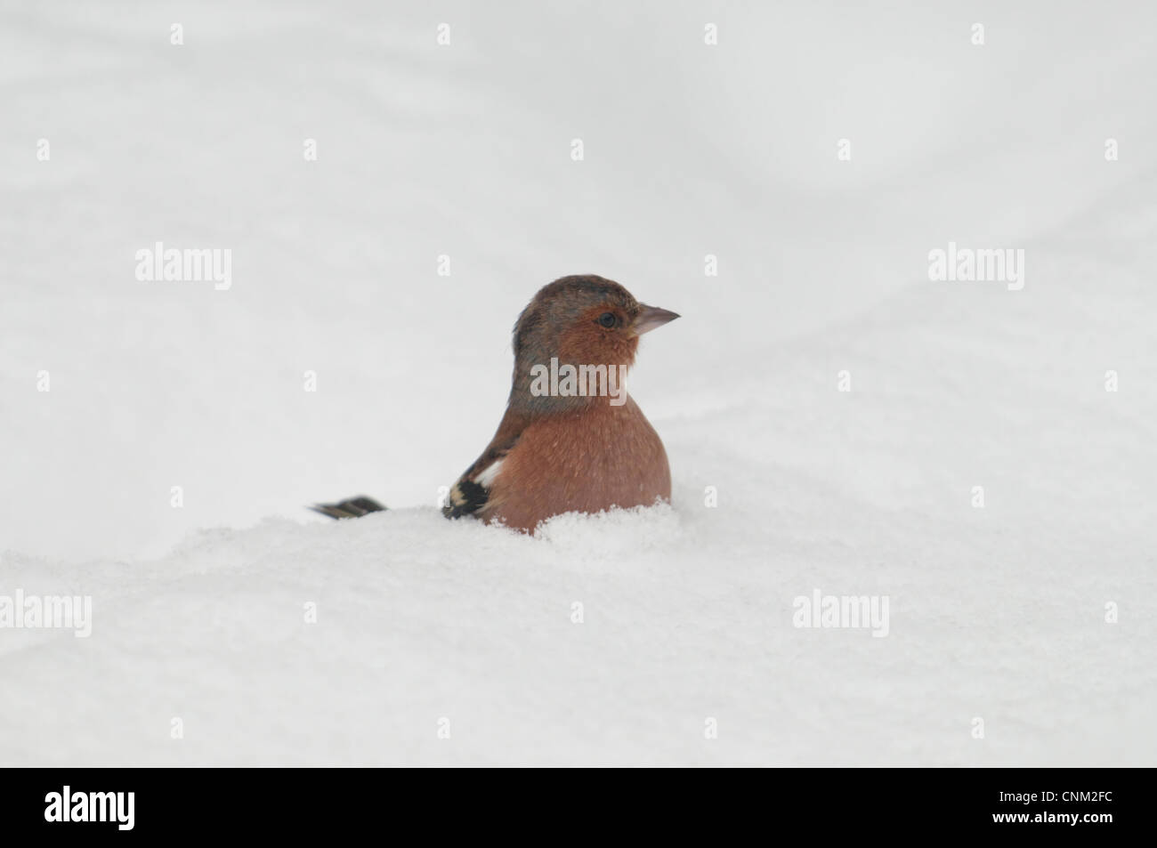 Chaffinch mâle à la recherche de nourriture dans la neige profonde, Hastings jardin, Sussex, UK Banque D'Images