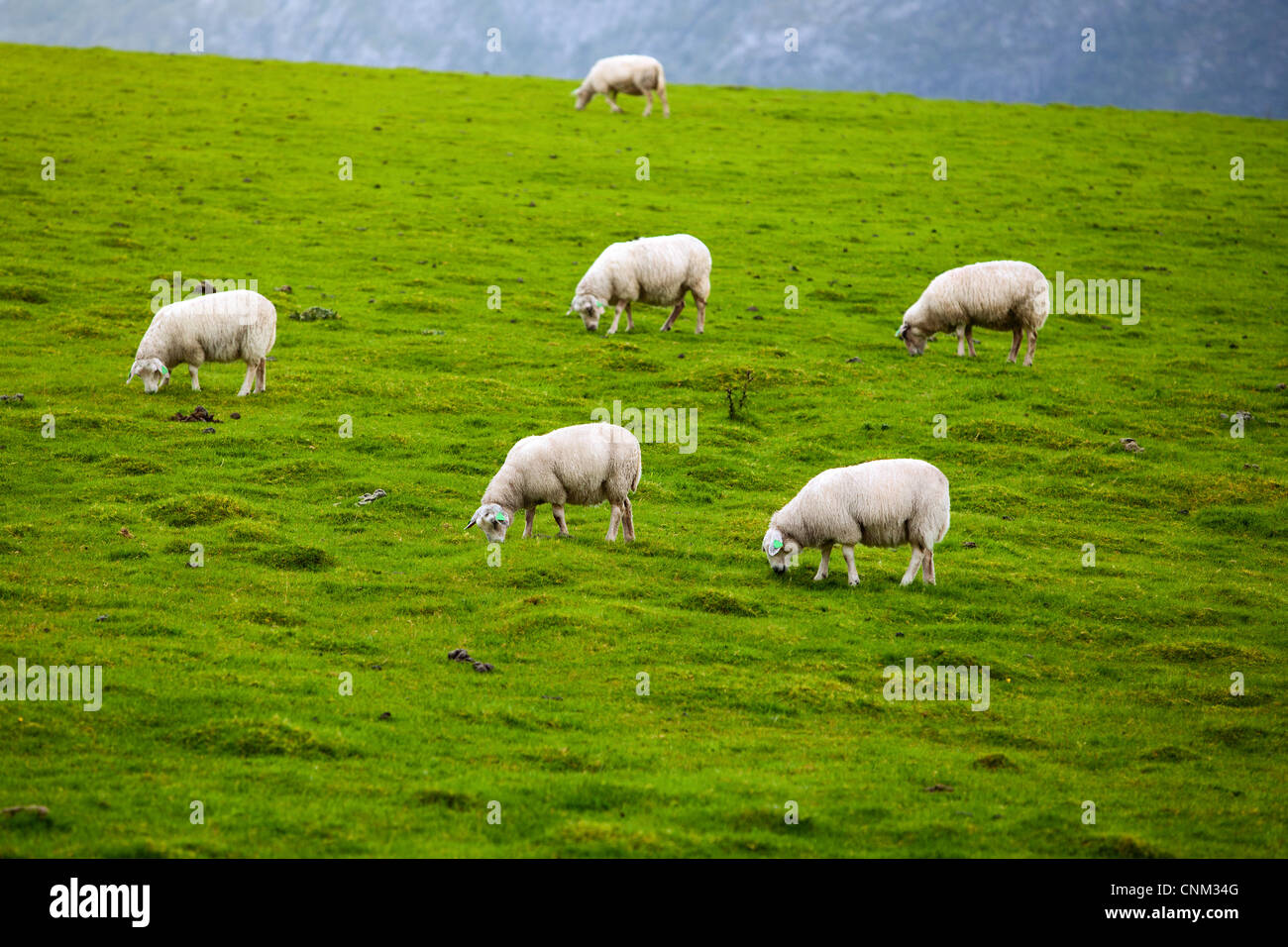 Moutons au pâturage. Paysage de la Norvège. Banque D'Images