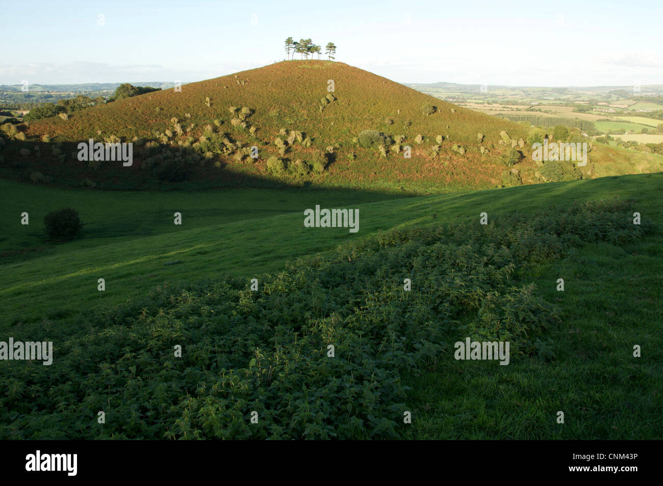 Colmer's Hill dans la lumière du soir : Ce modeste mais distinctive Hill est un établissement emblématique de la région de West Bridport Dorset. Angleterre, Royaume-Uni. Banque D'Images
