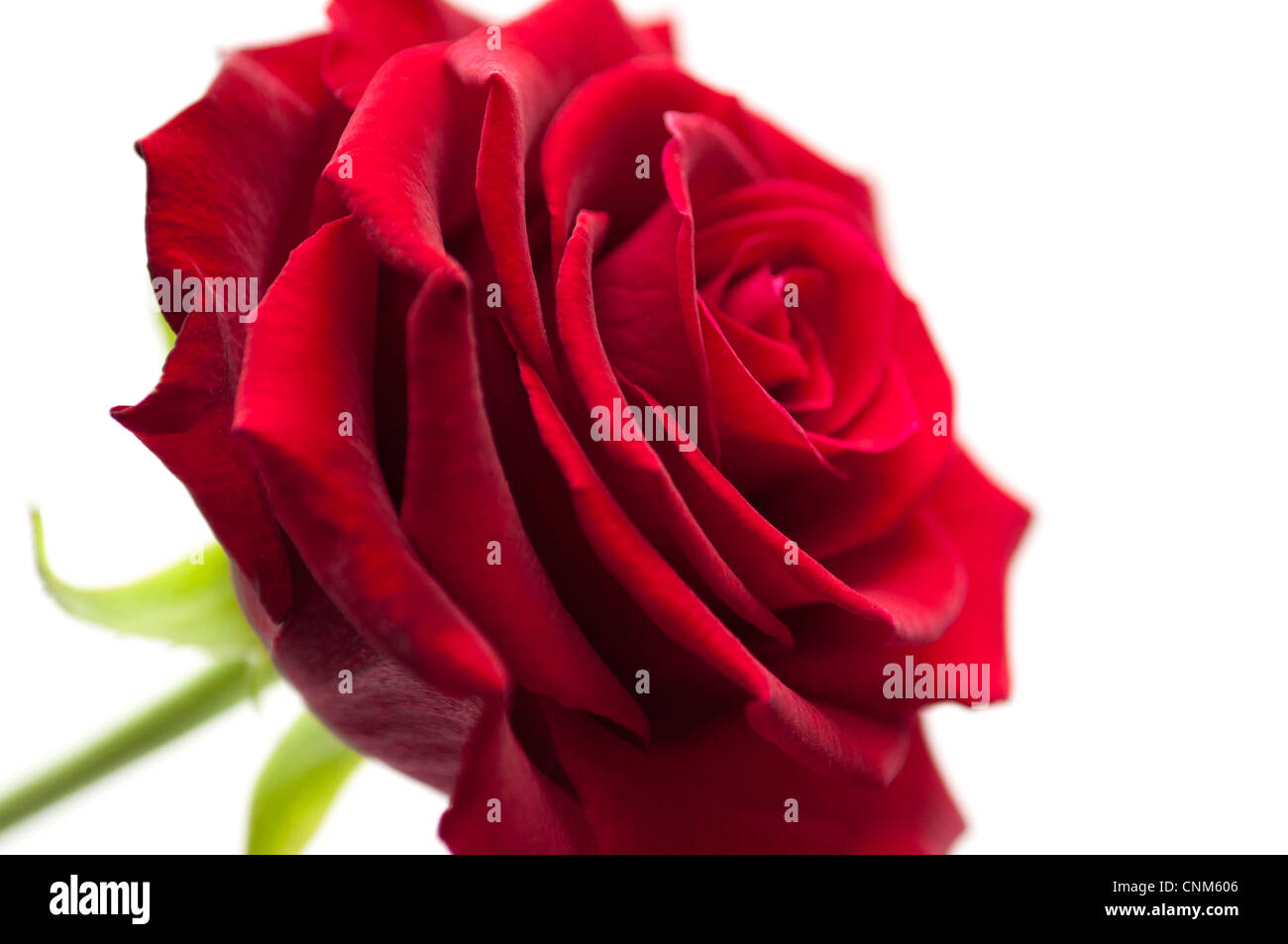 Close Up Image d'une rose rouge sur un fond blanc. Banque D'Images