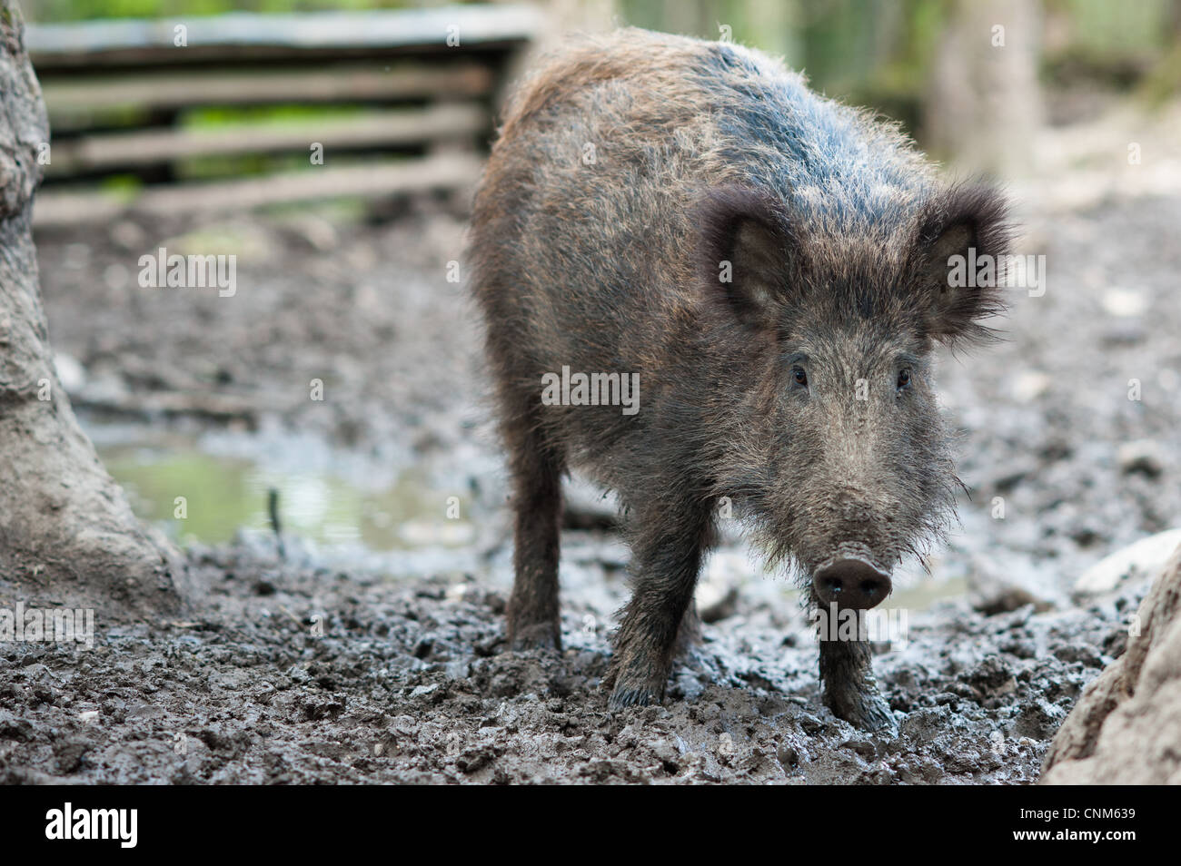 Le sanglier (lat. Sus scrofa) debout dans la boue Banque D'Images