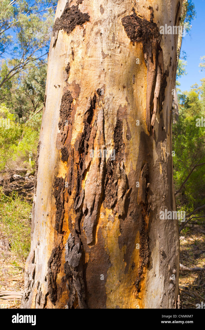 La gomme de couleur l'écorce des arbres près de Scarfes à Mambray Creek Hut dans Mont Remarkable National Park dans le sud des Flinders en Australie du Sud Banque D'Images