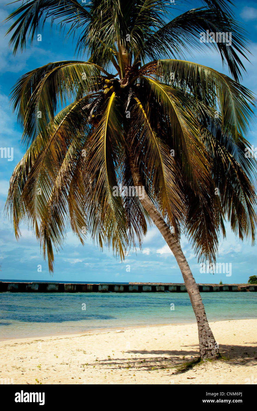 Palmier sur Playa Giron, la baie des Cochons, Cuba Banque D'Images