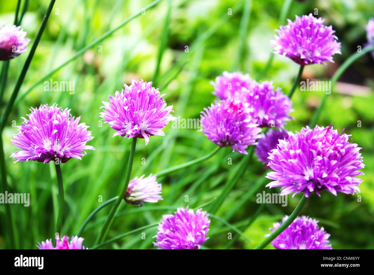 Allium violet fleurs dans un jardin Banque D'Images