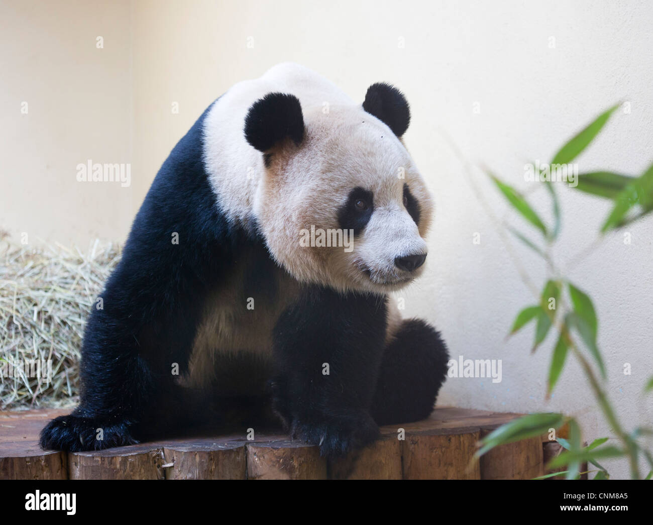 Panda géant mâle Guang Yuan dans Zoo d'Édimbourg, Écosse Banque D'Images Panda géant mâle Guang Yuan dans Zoo d'Édimbourg, Écosse Banque D'Images