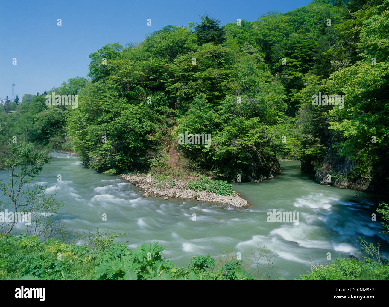 Rivière et forêt, Ohkura, Mogami, Yamagata, Japon Banque D'Images