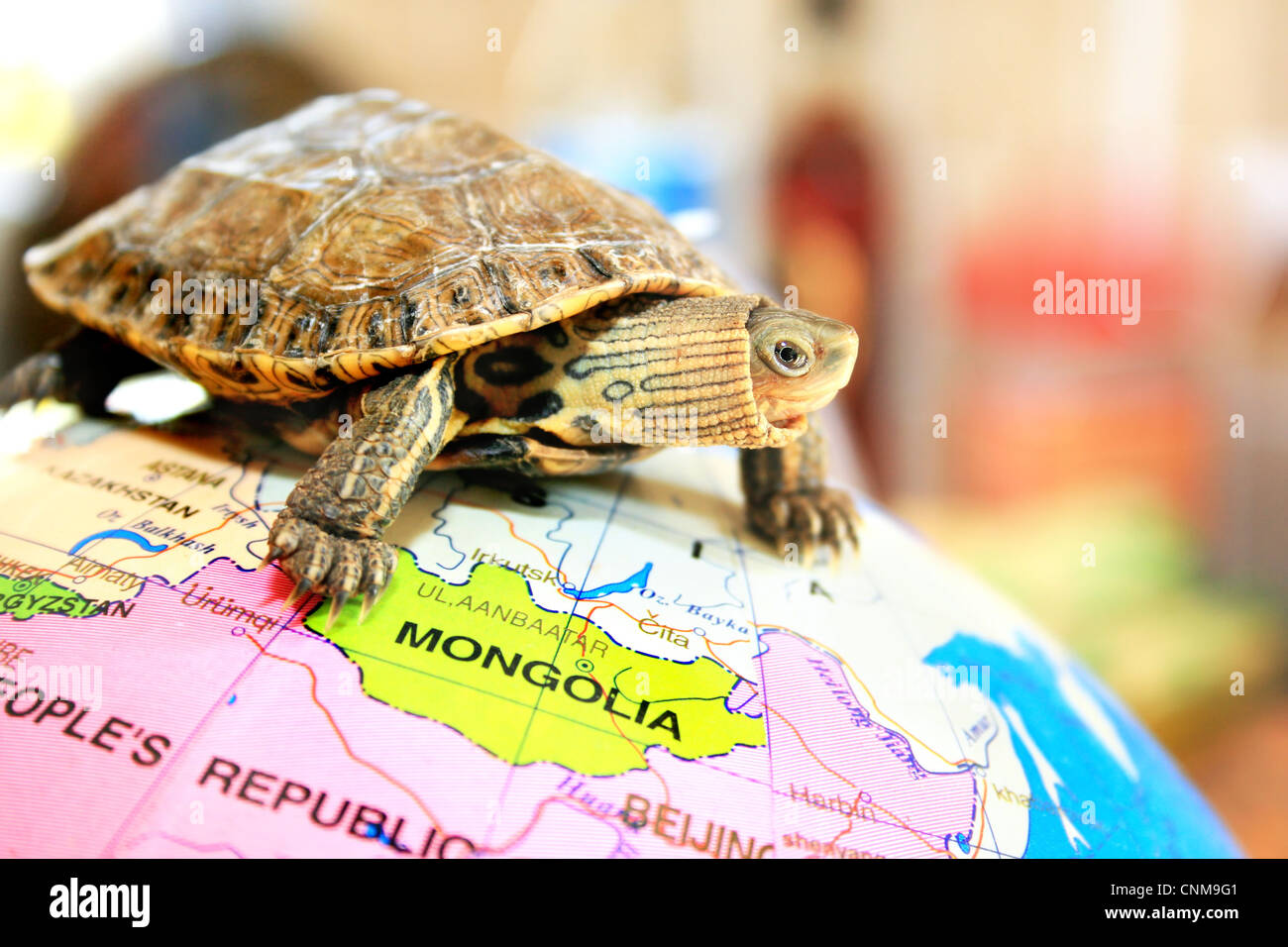 La marche de la tortue sur le globe. Banque D'Images