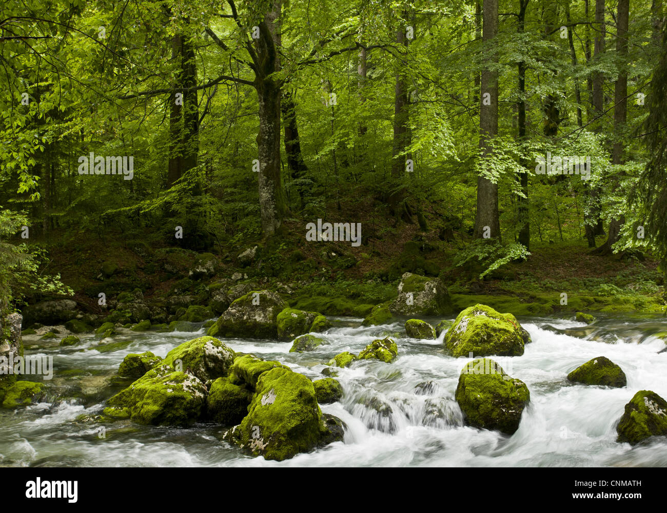 Le hêtre commun Fagus sylvatica rocky montane habitat boisé qui traverse la rivière Savica N.P Triglav Alpes Juliennes Slovénie Banque D'Images