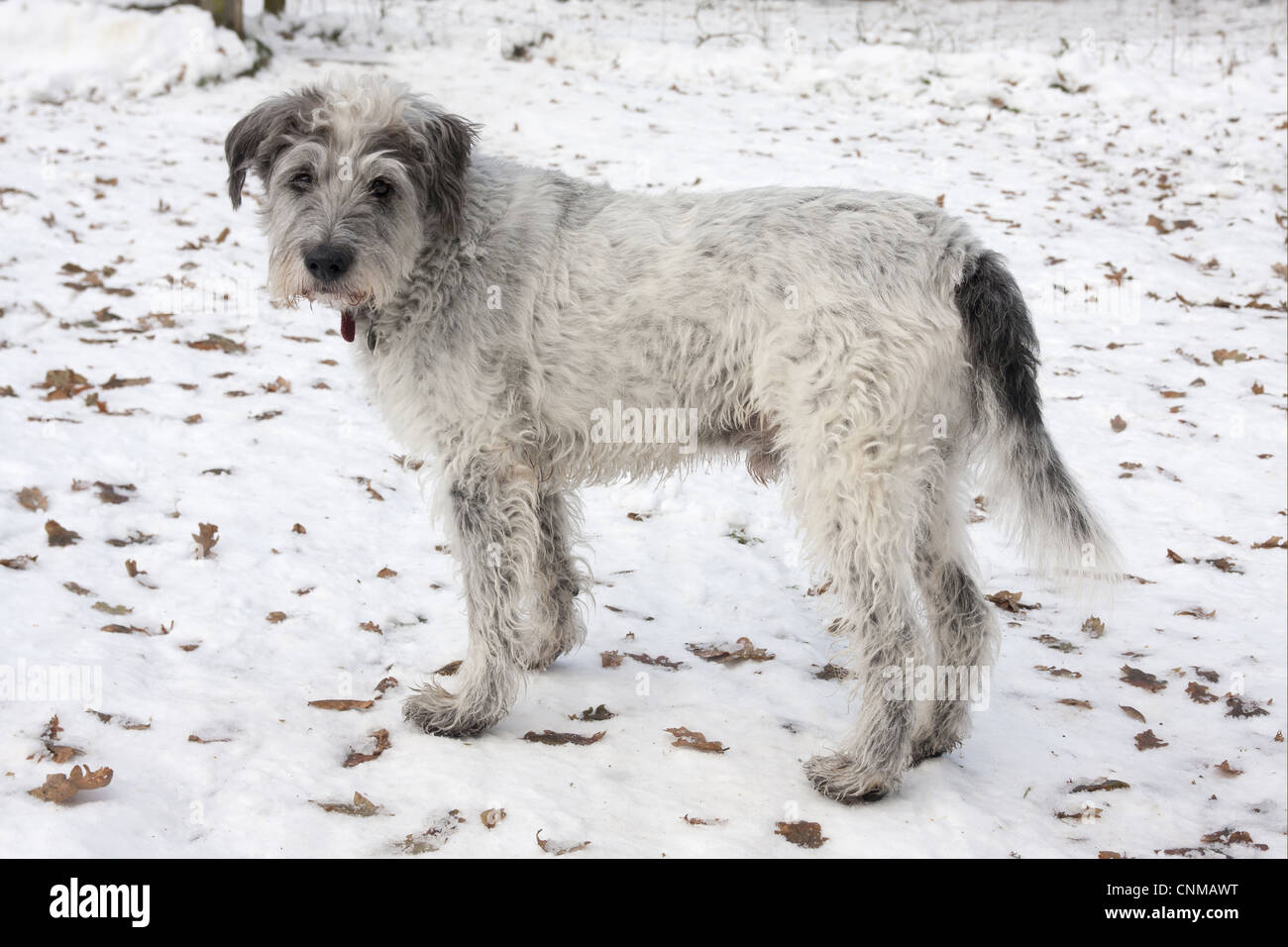 Chien domestique, Chien de montagne grecque, personnes âgées, adultes debout dans la neige, Angleterre, décembre Banque D'Images