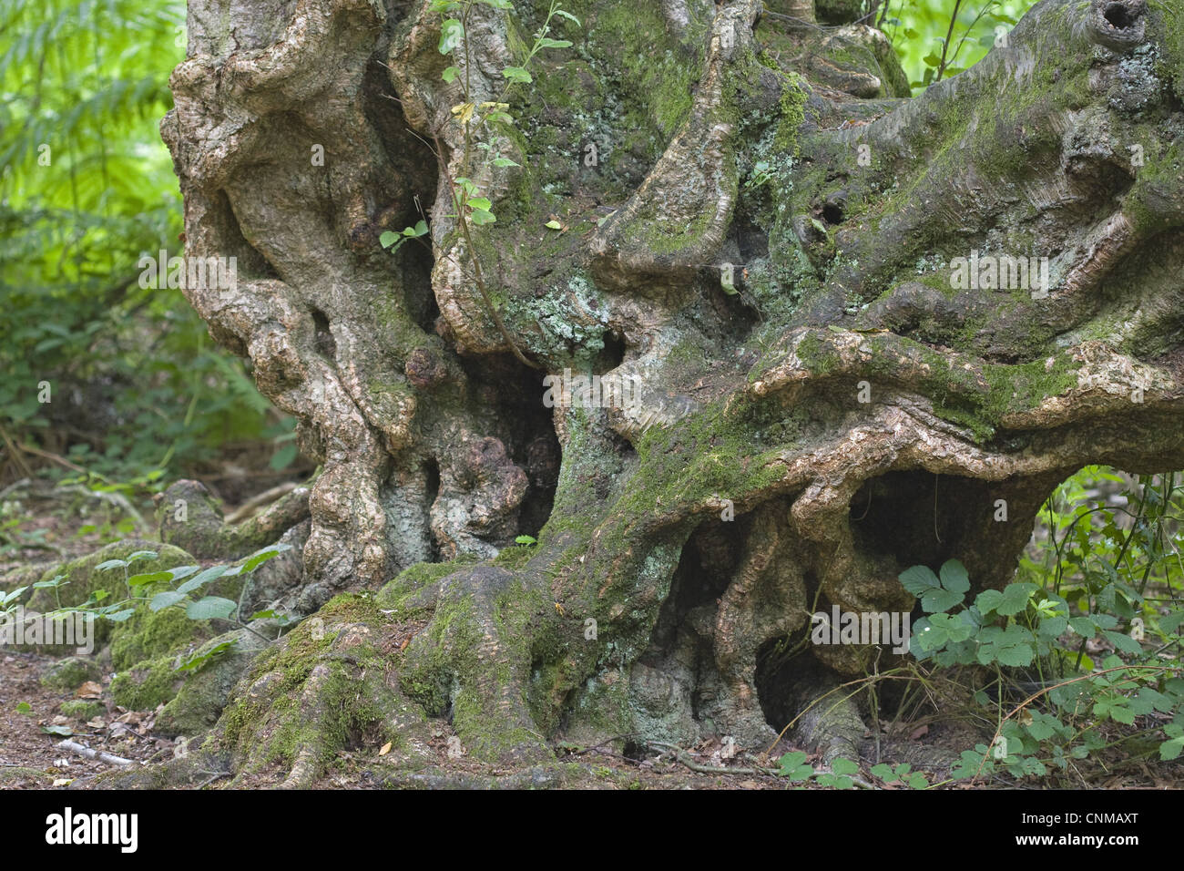 Le bouleau verruqueux (Betula pendula) tronc noueux de vieil arbre, Norfolk, Angleterre, juillet Banque D'Images