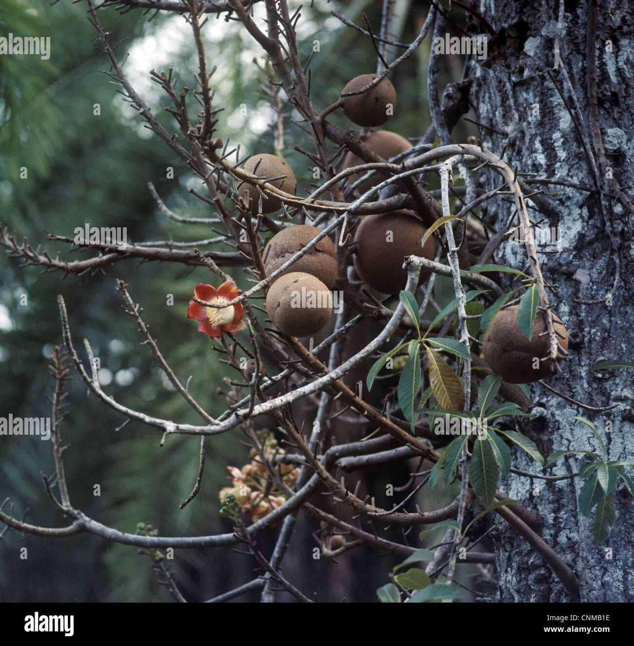 Cannon-ball Tree (Courocipita guianensis) Close-up de fruits et fleurs Banque D'Images