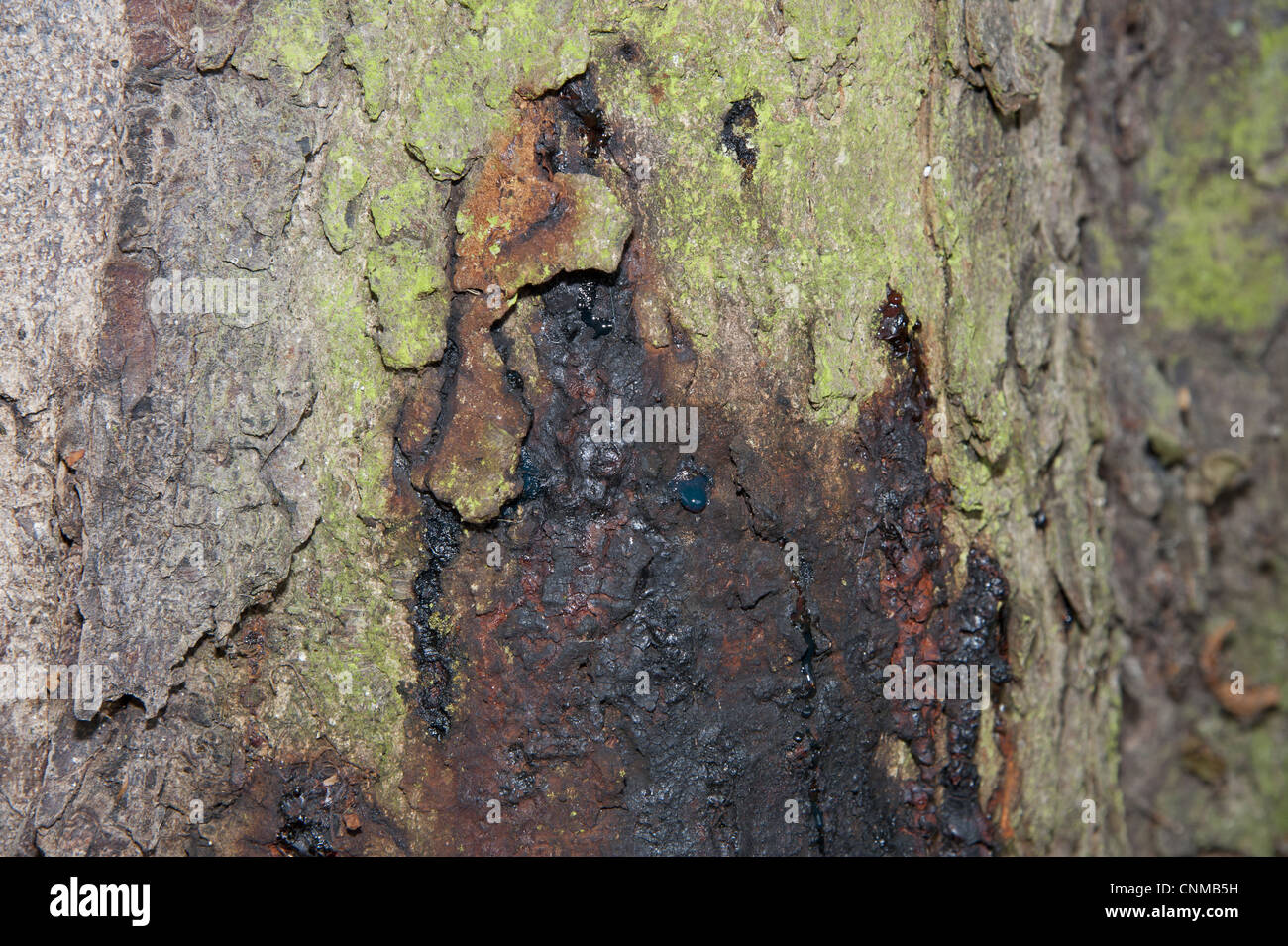 Le Marronnier Aesculus hippocastanum close-up 150 ans vieux tronc Phytophthora chancre purge Staffordshire Tutbury Hanbury Banque D'Images