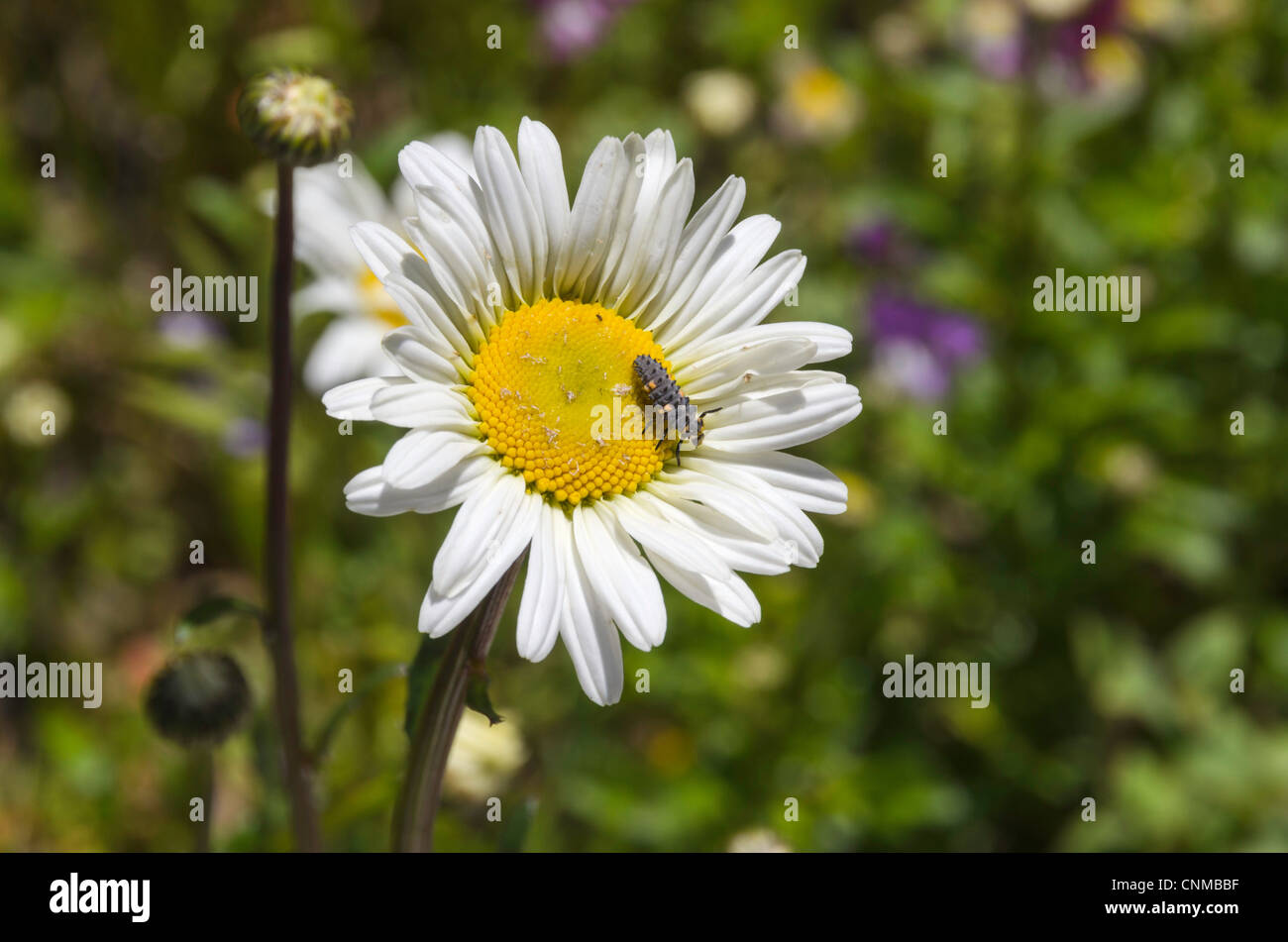 Beetle (Coccinellidae) on a white sun flower. Banque D'Images
