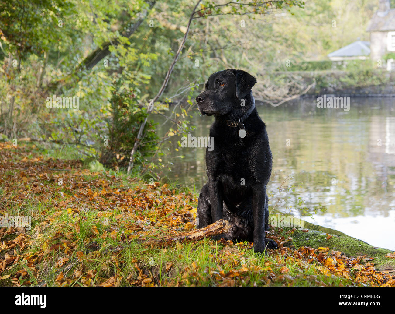 Chien Labrador noir mâle adulte type Drakeshead assis près de mill pond broyeuse Lancashire England octobre Banque D'Images