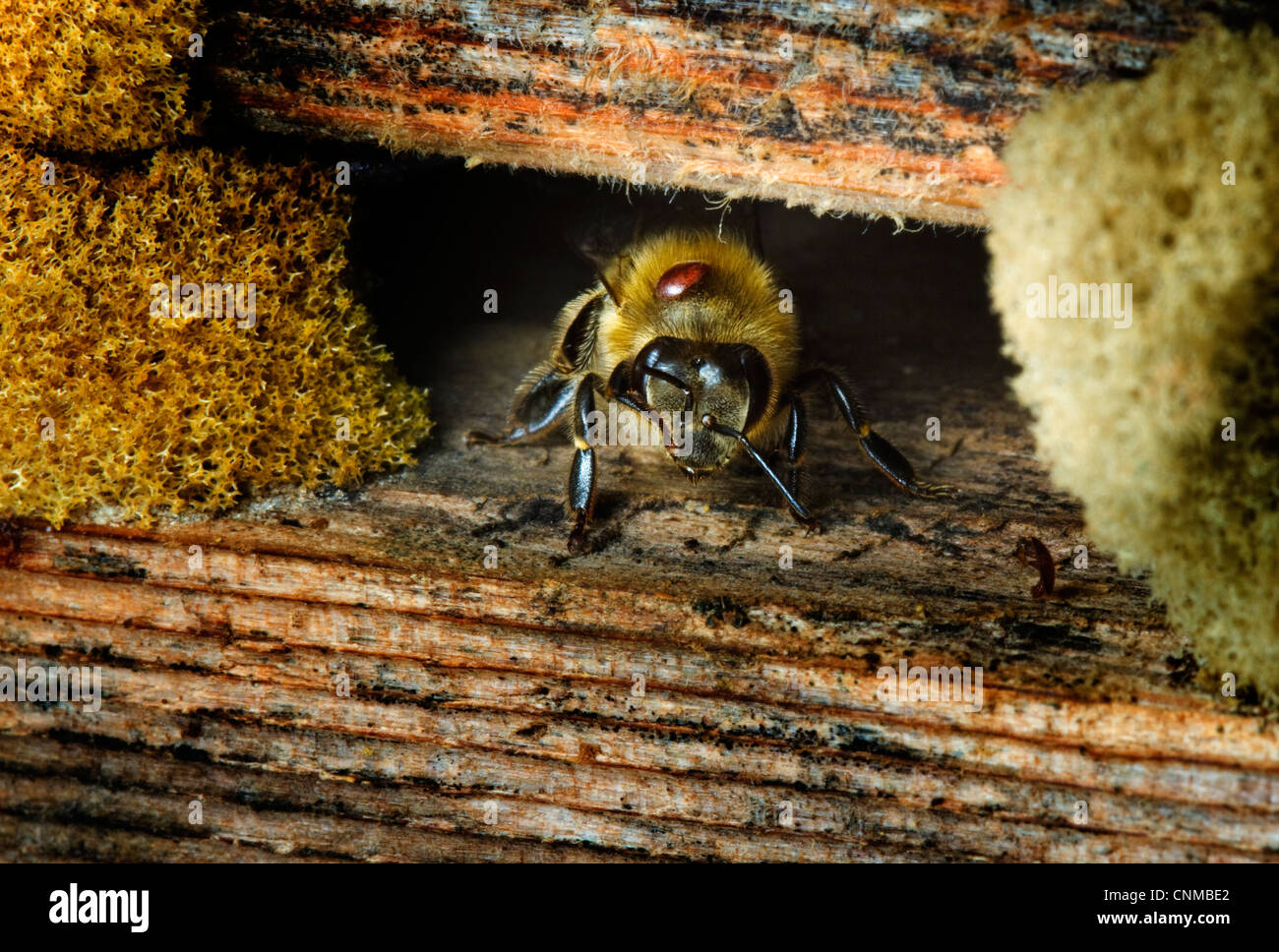 Abeille de quitter la ruche avec varroa attaché Banque D'Images